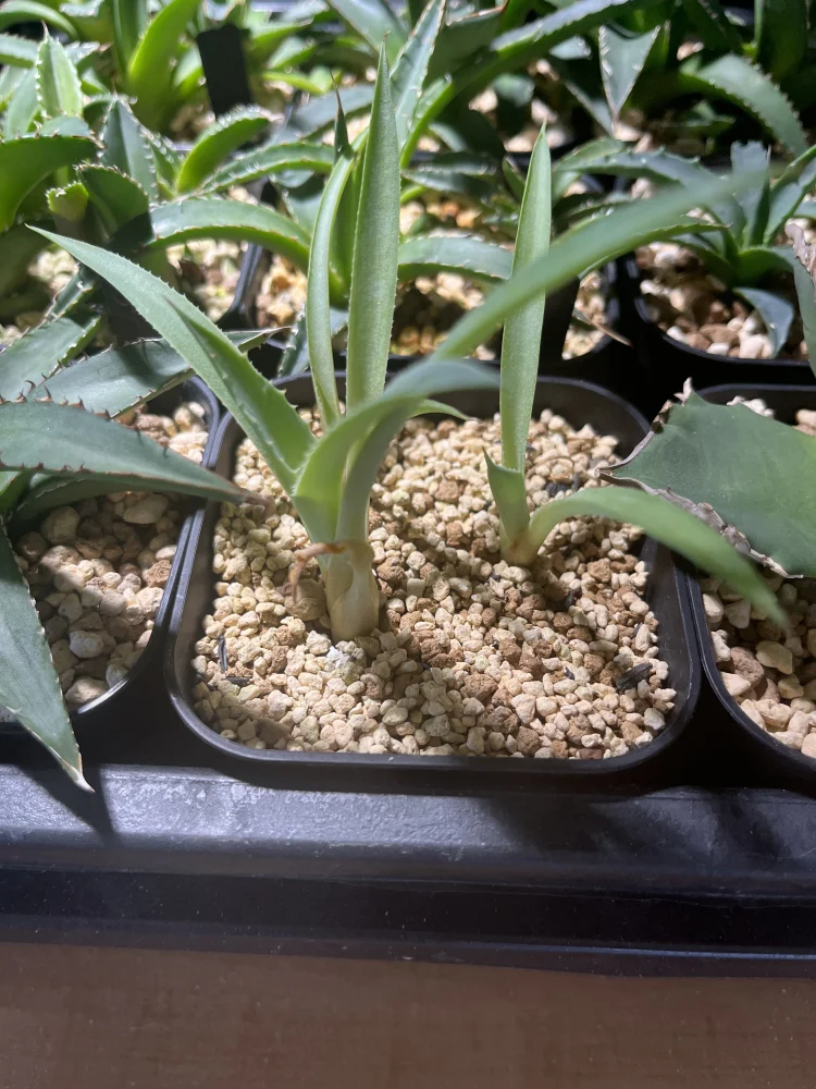 Agave karwinskii (アガベ カルウィンスキー)