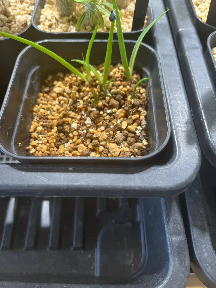 Agave cerulata subsp. cerulata (アガベ セルラータ)