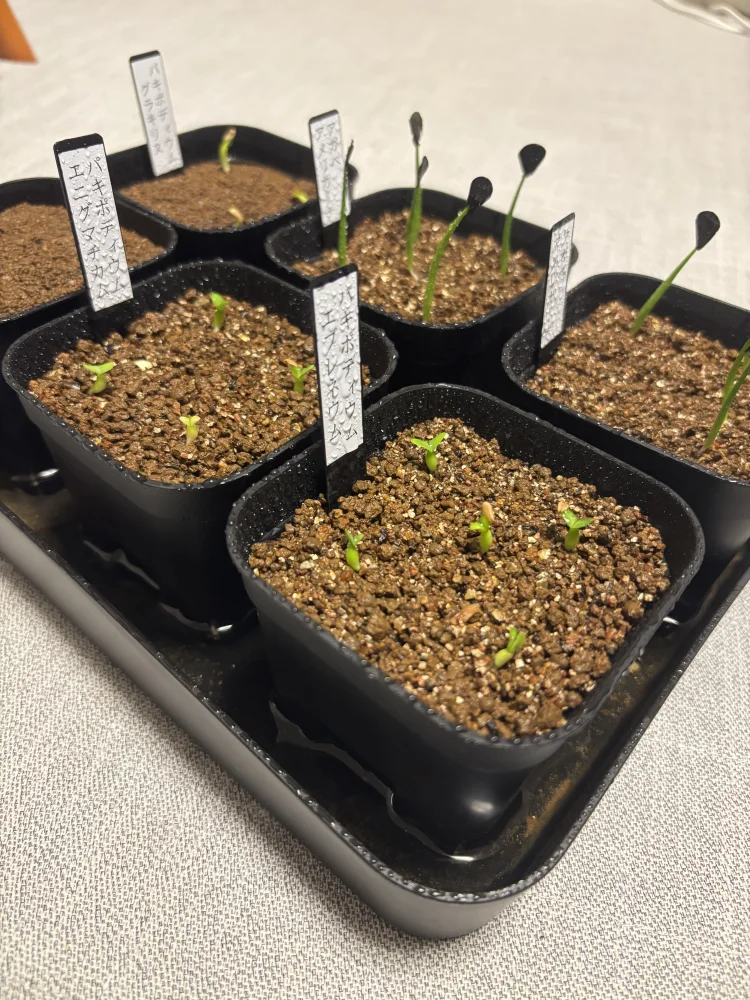 Pachypodium rosulatum var. eburneum (パキポディウム エブレネウム)