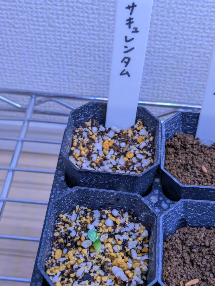 Pachypodium succulentum (パキポディウム サキュレンタム)