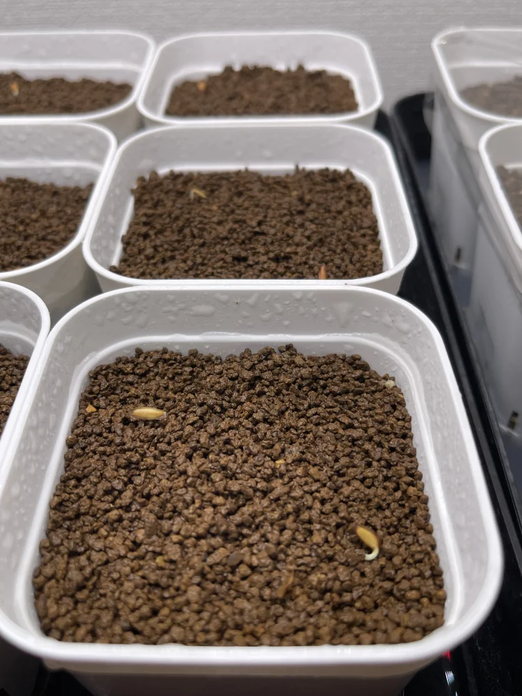 Fouquieria purpusii (フォークイエリア プルプシー)