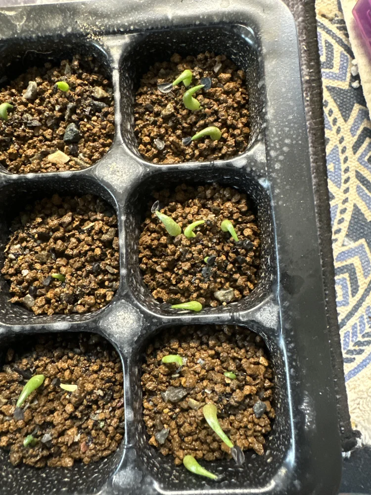 アガベ チタノタブルー Agave titanota Blue｜人気品種 初心者向け 発芽しやすい