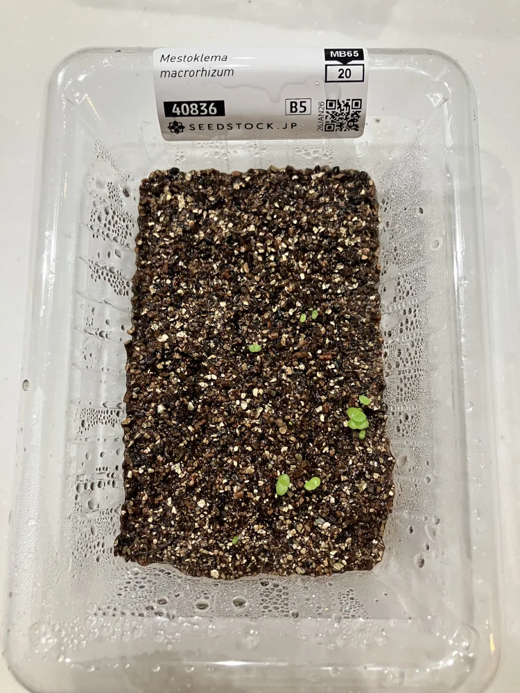 Mestoklema macrorhizum (メストクレマ マクロリザム)