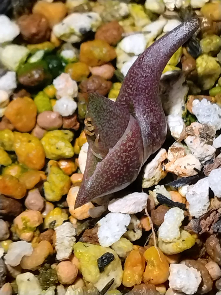 Agave oteroi Lot. (アガベ オテロイ)