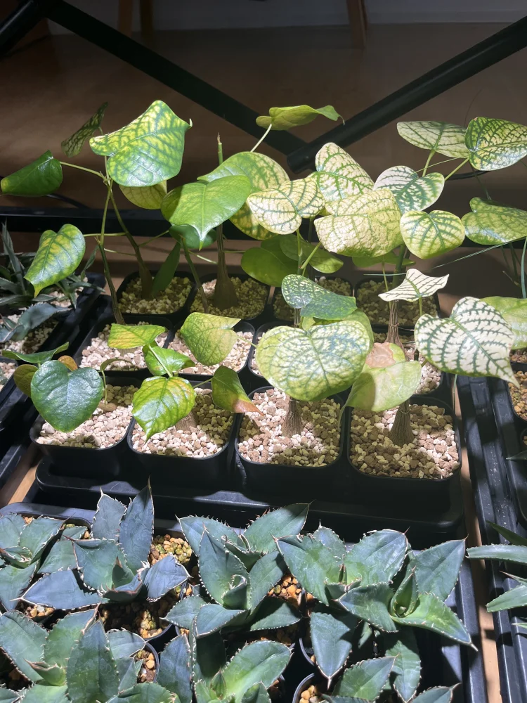 Pseudobombax ellipticum (セウドボンバックス エリプティカム アルバム)