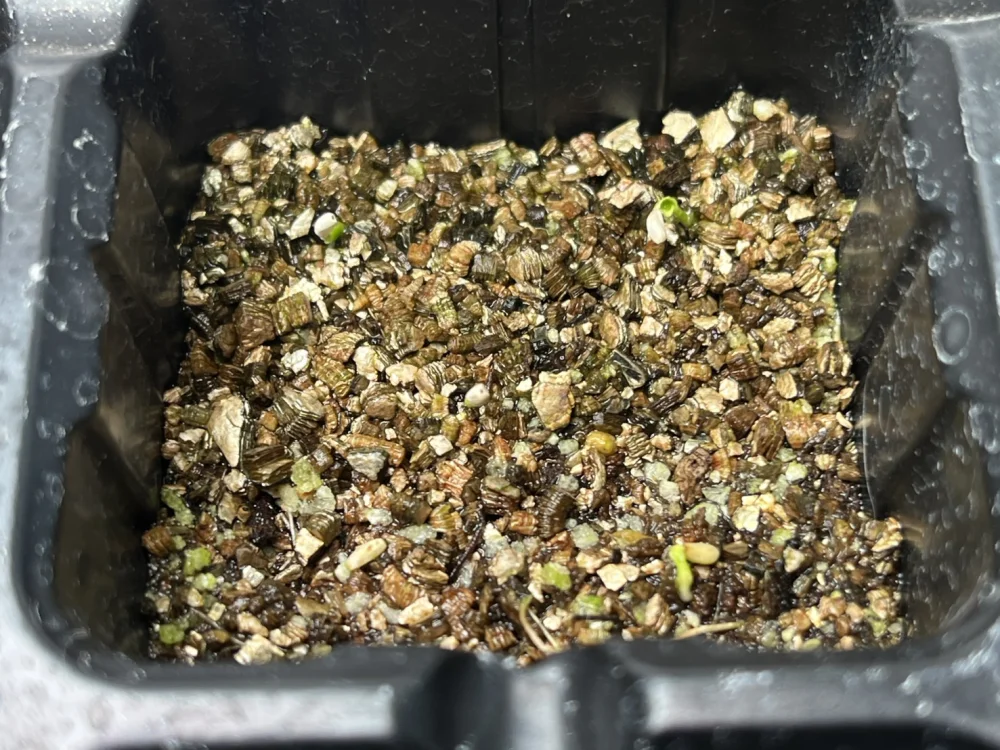 Philodendron bipinnatifidum (フィロデンドロン ビピンナティフィダム)