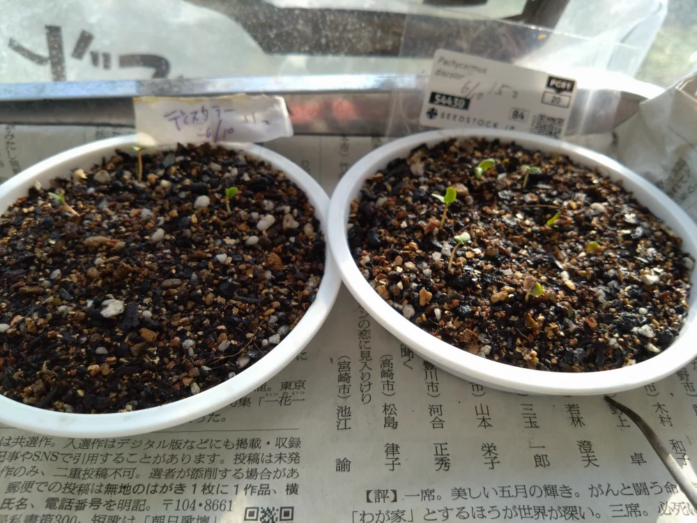 Pachycormus discolor (パキコルムス ディスカラー)