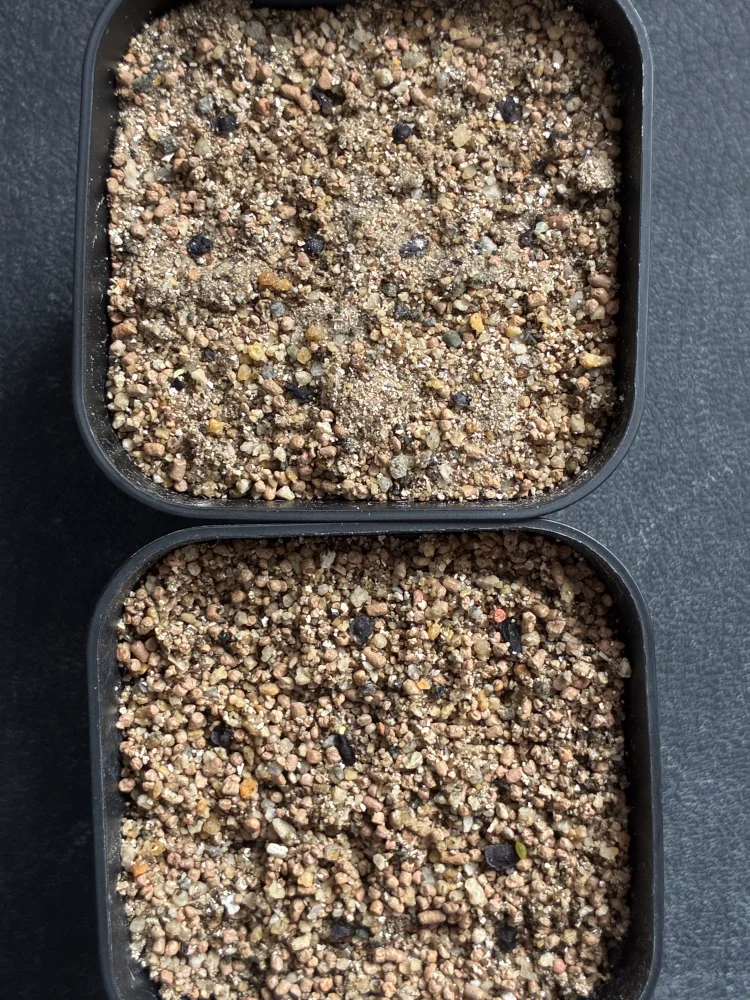 ガステリア ミックス Gasteria Mix