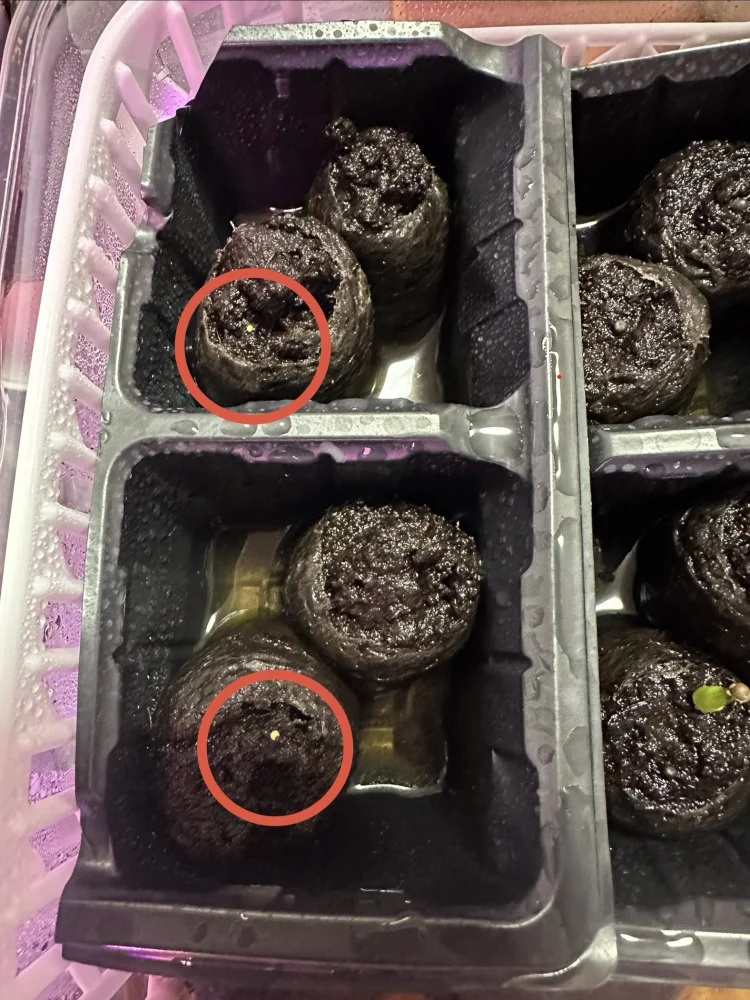 Aztekium ritteri (アズテキウム リッテリ 花籠)