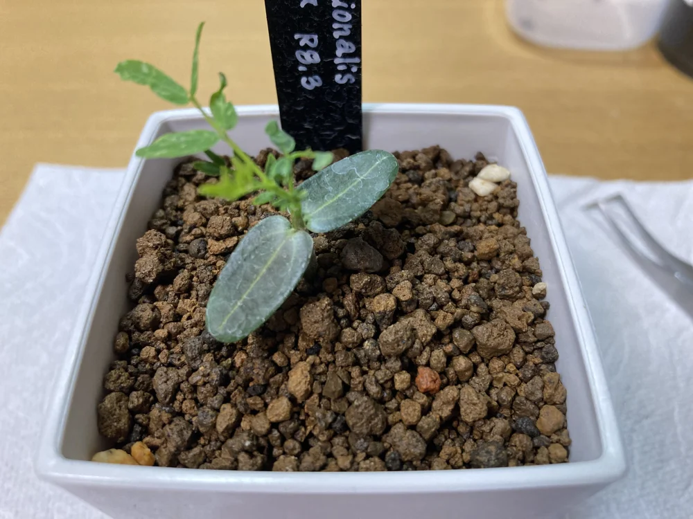 Senna meridionalis (センナ メリディオナリス)