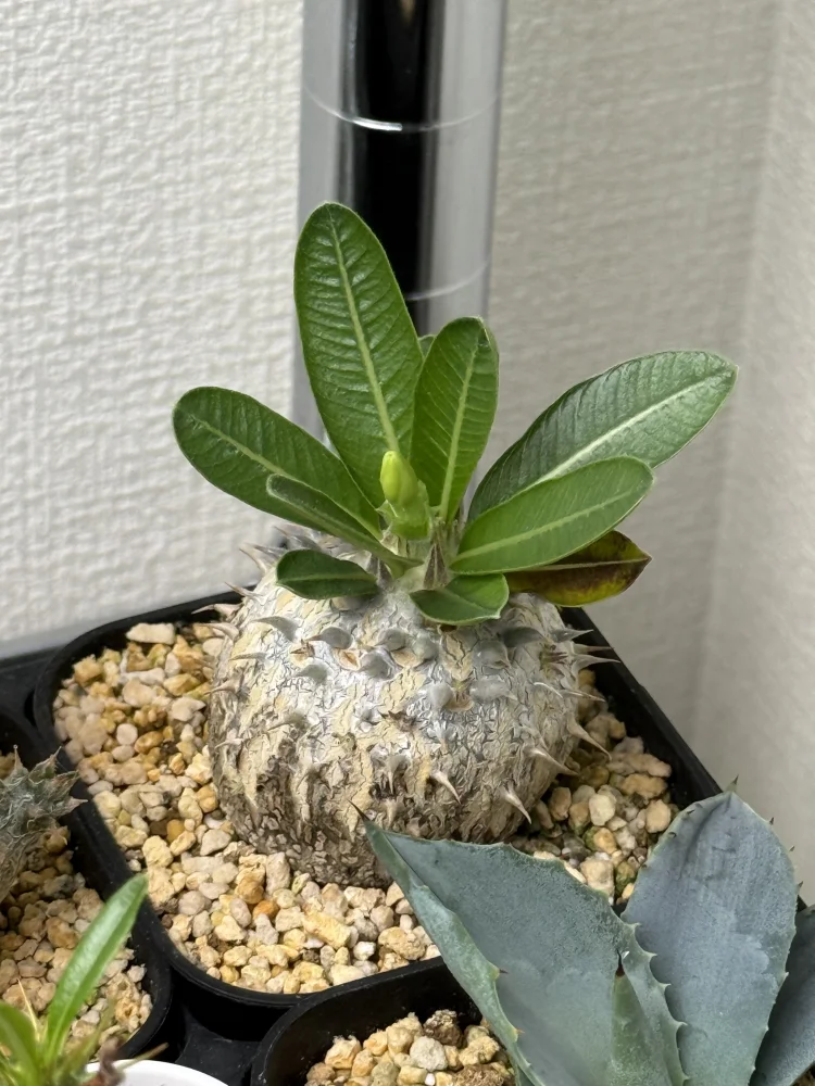 Pachypodium brevicaule subsp. leucoxanthum (パキポディウム レウコキサンツム)