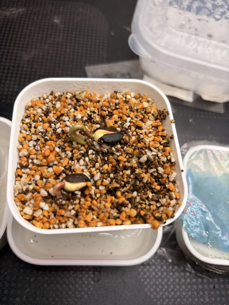 Jatropha podagrica 'Red' (ヤトロファ ポダグリカ レッド 'サンゴ油桐')