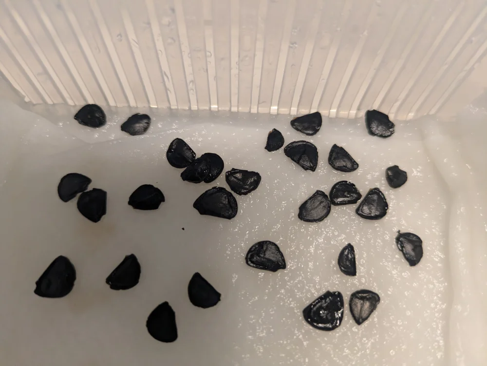 Agave ([プレゼント種子])