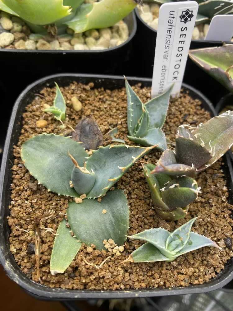 Agave utahensis var. eborispina (アガベ エボリスピナ)