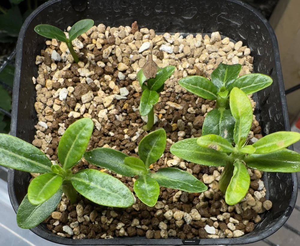 Pachypodium ambongense