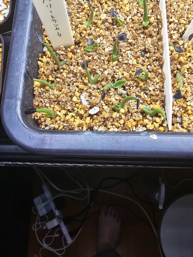 Agave parryi var. truncata (アガベ パリー トランカータ)