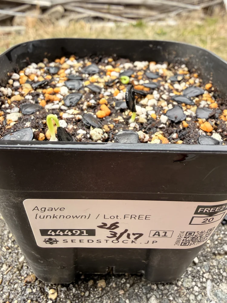 Agave ([プレゼント種子])