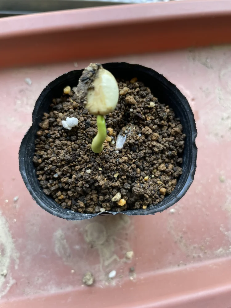 Jatropha podagrica yellow (ヤトロファ ポダグリカ イエロー)