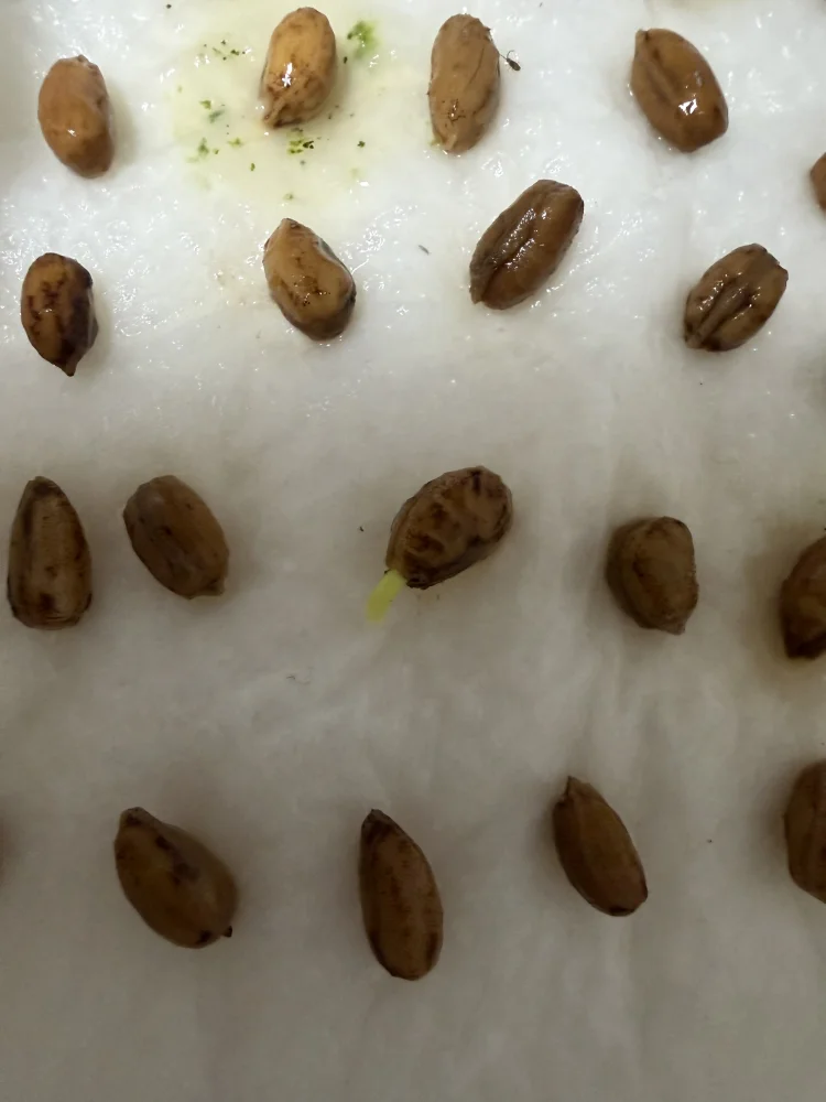 Cyphostemma woodii (キフォステンマ ウッディ)