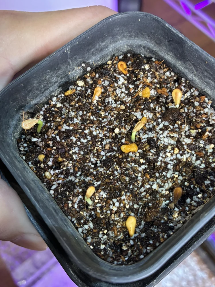 Pachypodium windsorii (パキポディウム ウィンゾリー)