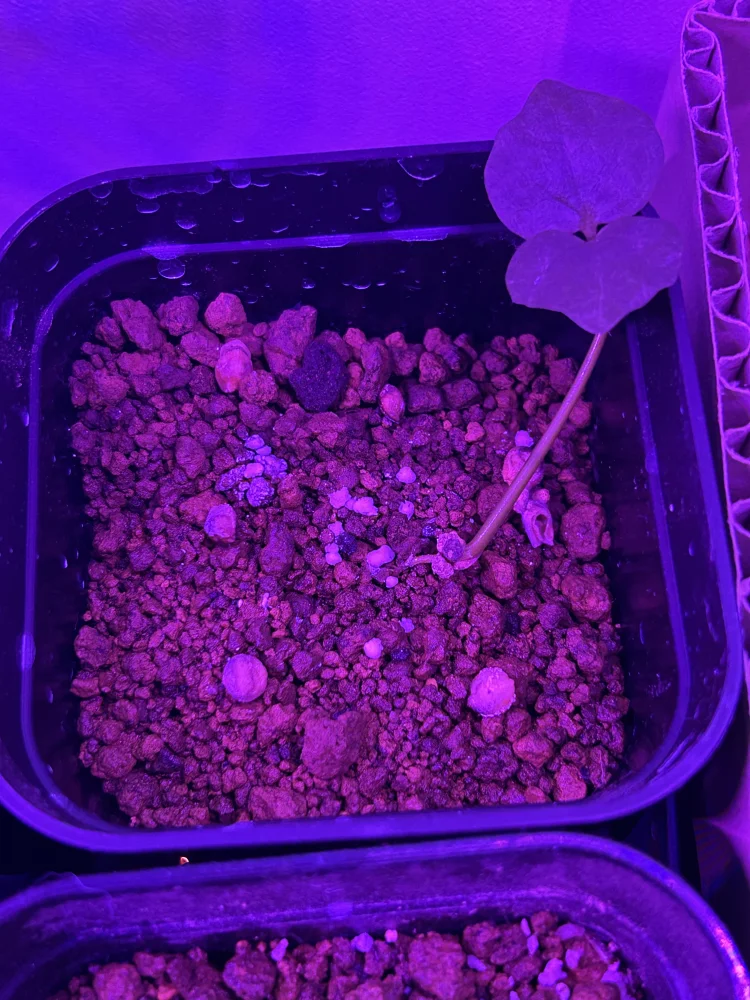 Commiphora monstruosa (コミフォラ モンストローサ)