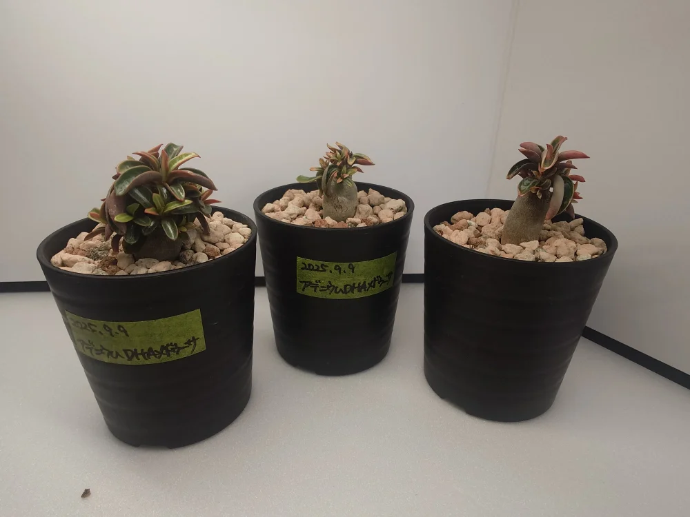 DHA Medusa Adenium DHA Medusa (アデニウム)