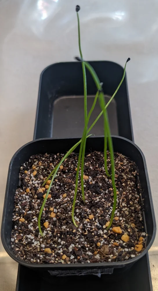 Bowiea volubilis (ボウィエア ボルビリス 蒼角殿)