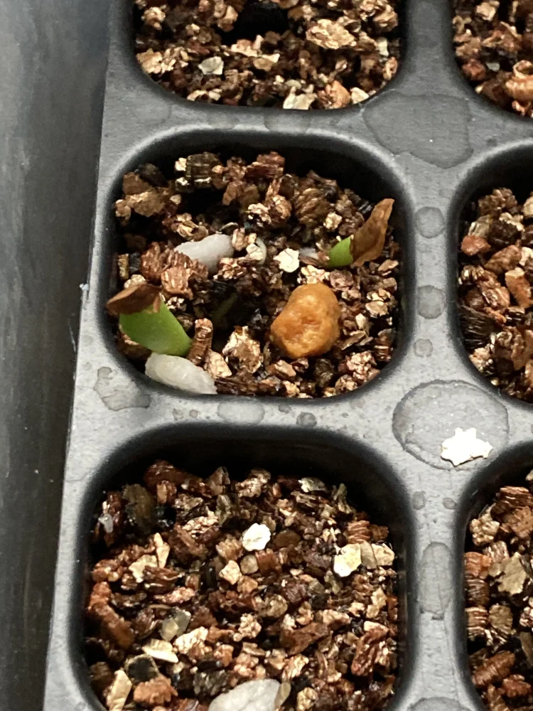 スタペリア ギガンテア Stapelia gigantea