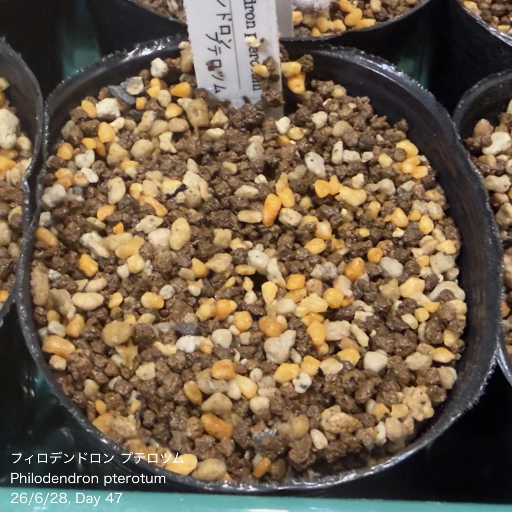 Philodendron pterotum (フィロデンドロン テロツム)