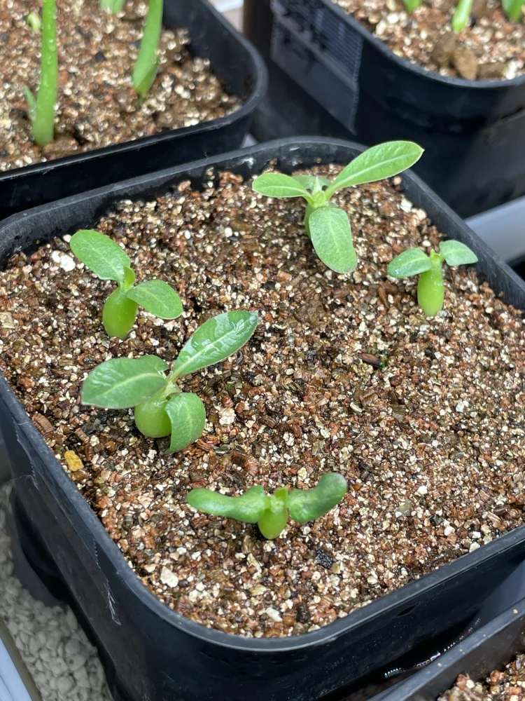 Pachypodium brevicaule ssp. brevicaule (パキポディウム ブレビカウレ)