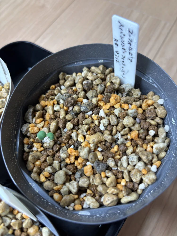 Euphorbia spannringii (ユーフォルビア スパンリンギー フィッシュボーン)