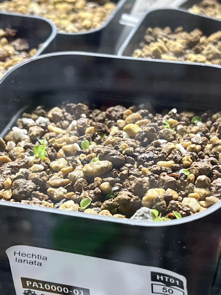 Hechtia lanata (ヘクチア ラナータ)