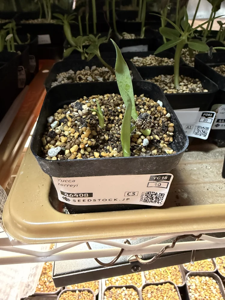 Yucca torreyi (ユッカ トレイー)