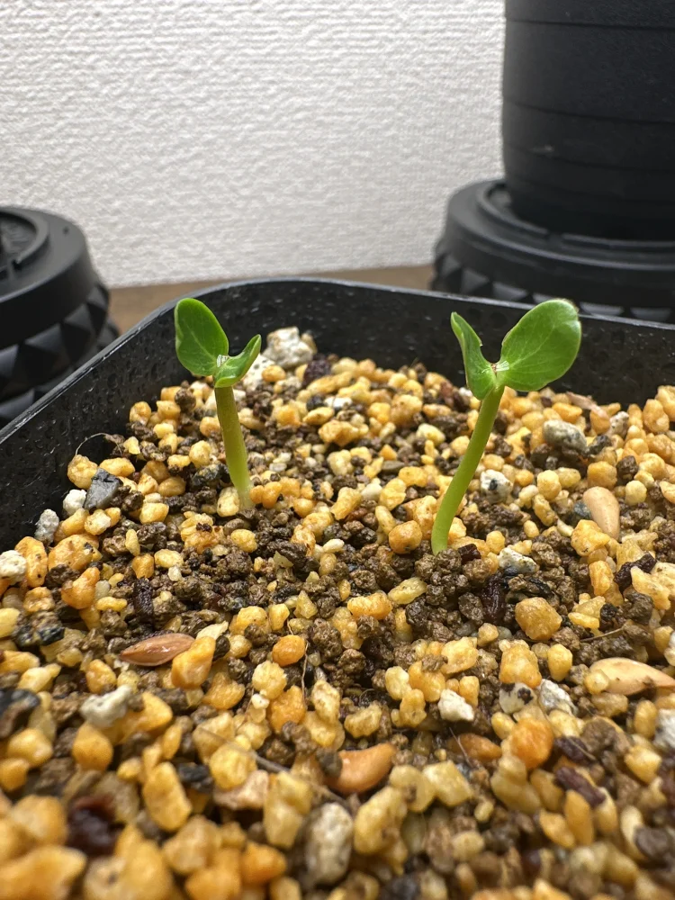 Pachypodium windsorii (パキポディウム ウィンゾリー)