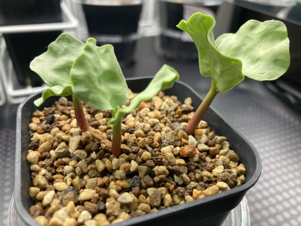 種子] コミフォラ クラウセリアナ Commiphora kraeuseliana｜塊根植物