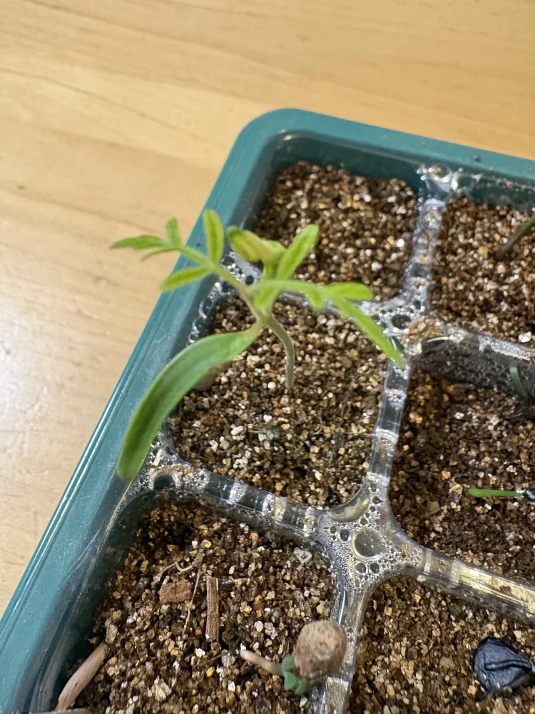 Operculicarya hyphaenoides Lot. (オペルクリカリア ヒファエノイデス)