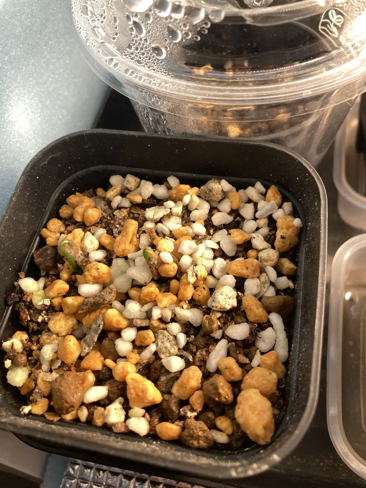 Eriospermum porphyrium (エリオスペルマム ポルフィリウム)