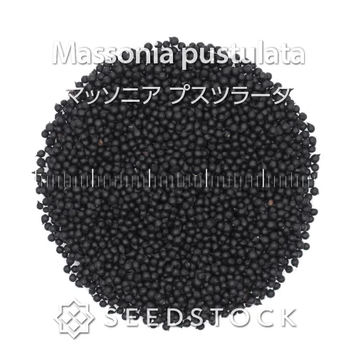 Massonia pustulata (マッソニア プスツラータ)