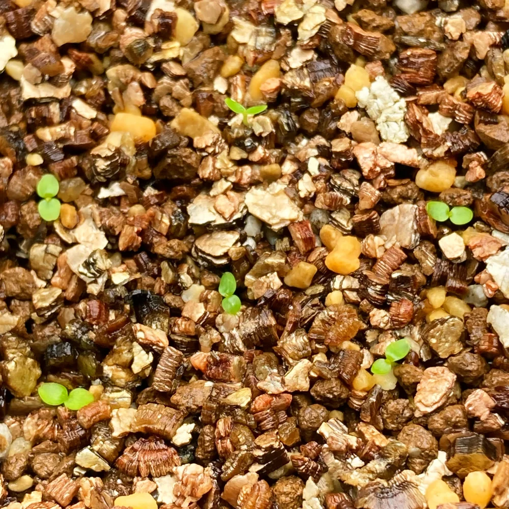 Ficus petiolaris (フィカス ペティオラリス)