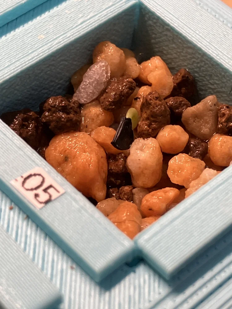 アガベ メガロドンタ Agave megalodonta｜多肉植物 初心者向け 発芽しやすい