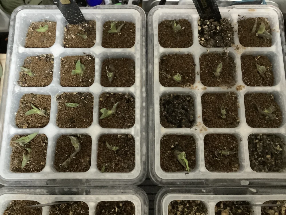 Agave titanota Blue Lot. (アガベ チタノタブルー)