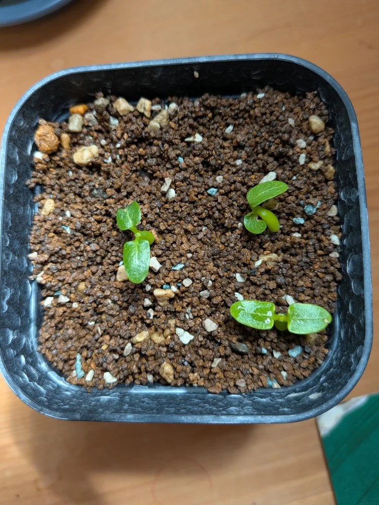 Pachypodium brevicaule ssp. brevicaule (パキポディウム ブレビカウレ)