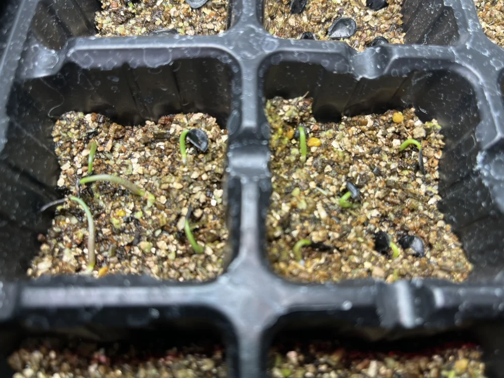 Agave parvidentata (アガベ パルビデンタータ Agave parvidentata)