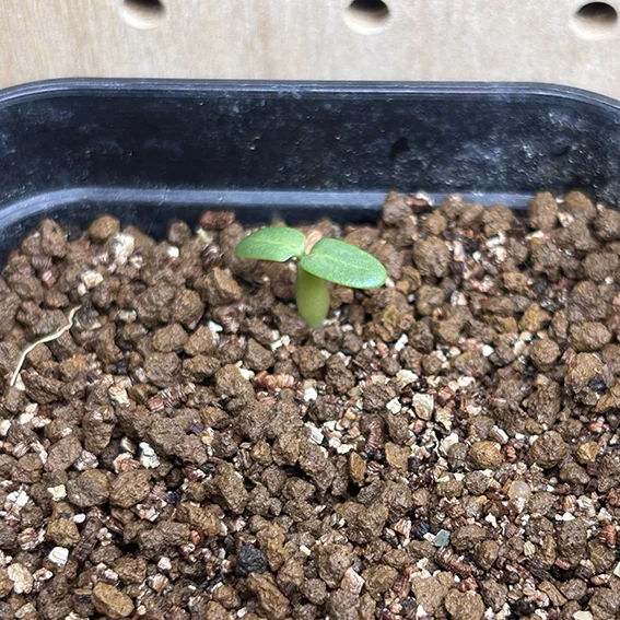 Pachypodium rosulatum var. makayense Lot. FREE ([2026/6/8ご注文分で終了｜プレゼント種子] パキポディウム マカイエンセ)