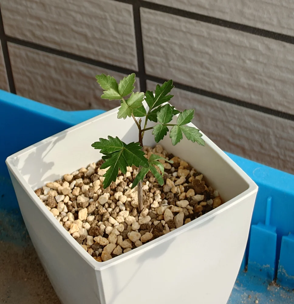 Bursera fagaroides (ブルセラ ファガロイデス)