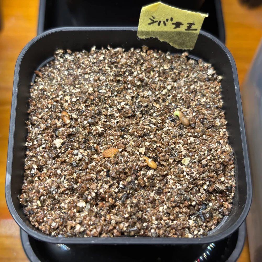 Pachypodium densiflorum var. densiflorum (パキポディウム デンシフローラム)