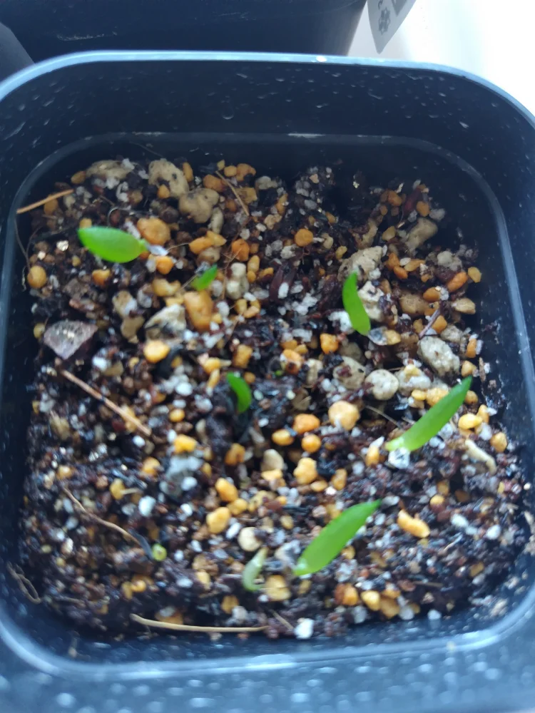 Aloe cipolinicola (アロエ キポリニコラ)