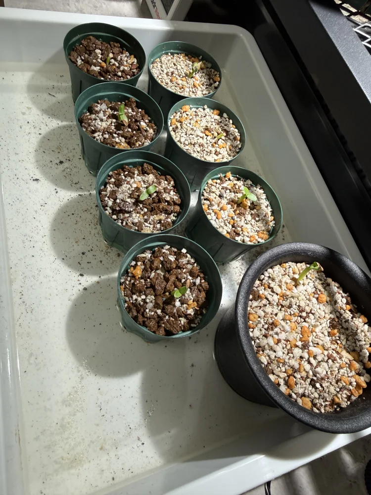 Lot. (パキポディウム グラキリス)