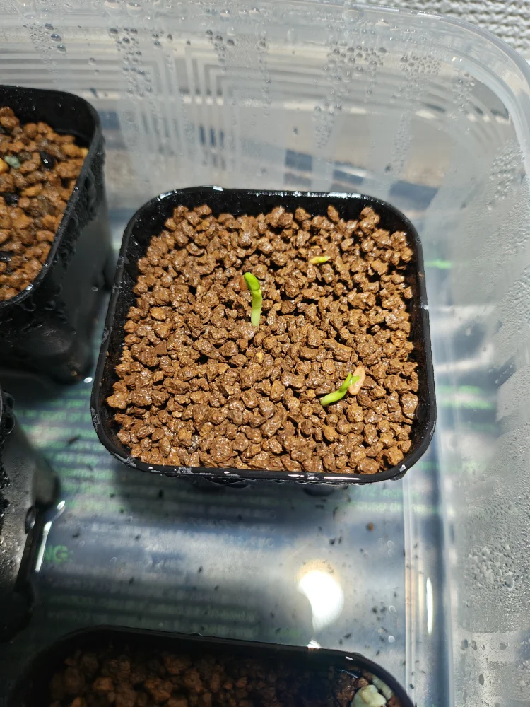 Pachypodium rosulatum var. gracilius Lot. (パキポディウム グラキリス)