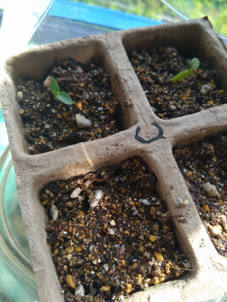 Pachypodium rosulatum var. inopinatum ([プレゼント種子 3月22日まで] パキポディウム イノピナツム)